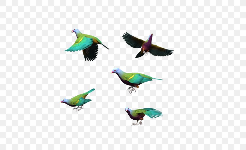 Bird Columbidae Flight Blue, PNG, 600x500px, Bird, Beak, Blue, Color, Columba Download Free