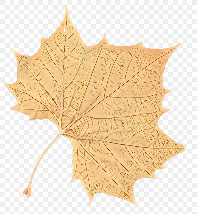 Maple Leaf, PNG, 1920x2084px, Cartoon, Black Maple, Deciduous, Grape Leaves, Leaf Download Free