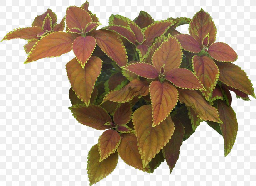 Shrub Spiraea Japonica Landscape Tree Plant, PNG, 1200x873px, Shrub, Bridalwreaths, Flower, Flowerpot, French Hydrangea Download Free