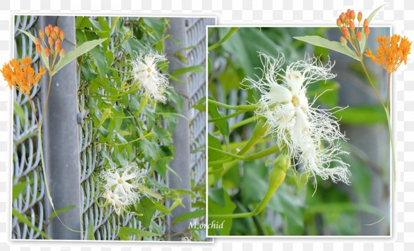 Wildflower Lawn Herb Plant Stem, PNG, 1156x702px, Wildflower, Flora, Flower, Grass, Herb Download Free