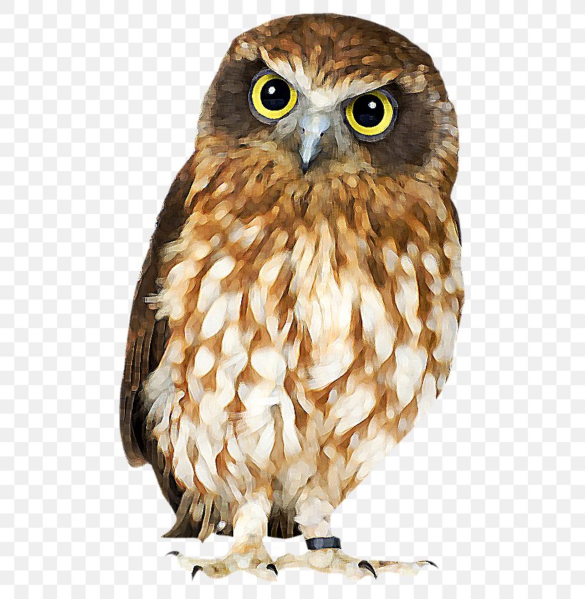 Bird Snowy Owl Southern Boobook Great Horned Owl Morepork, PNG, 485x840px, Bird, Beak, Bird Of Prey, Brown Hawkowl, Eurasian Eagleowl Download Free