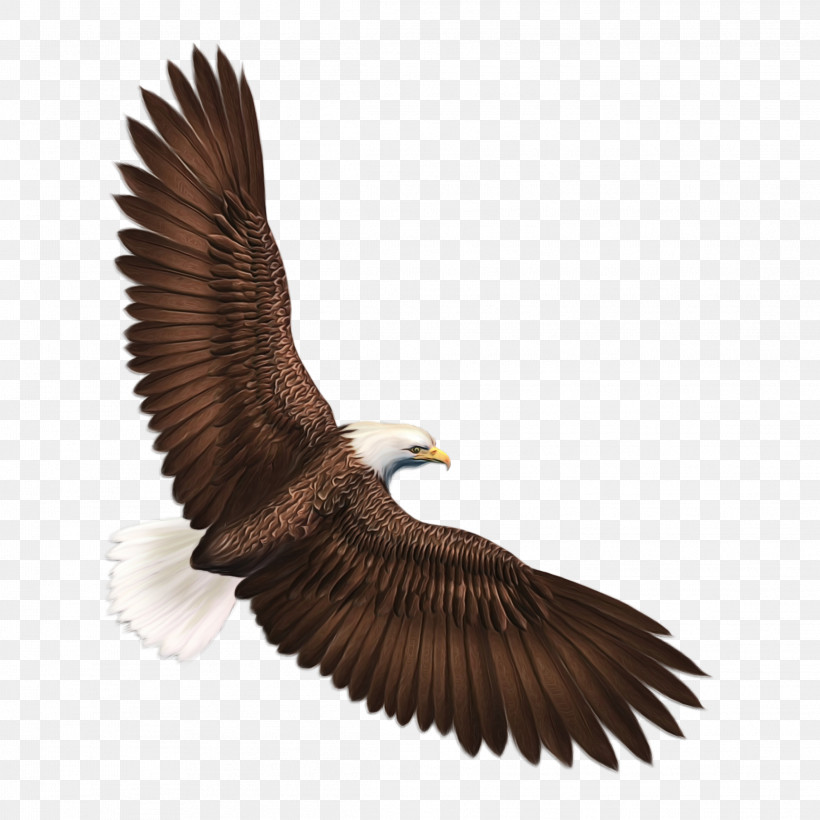 Eagle Bird Golden Eagle Bird Of Prey Accipitridae, PNG, 2289x2289px, Watercolor, Accipitridae, Bald Eagle, Beak, Bird Download Free