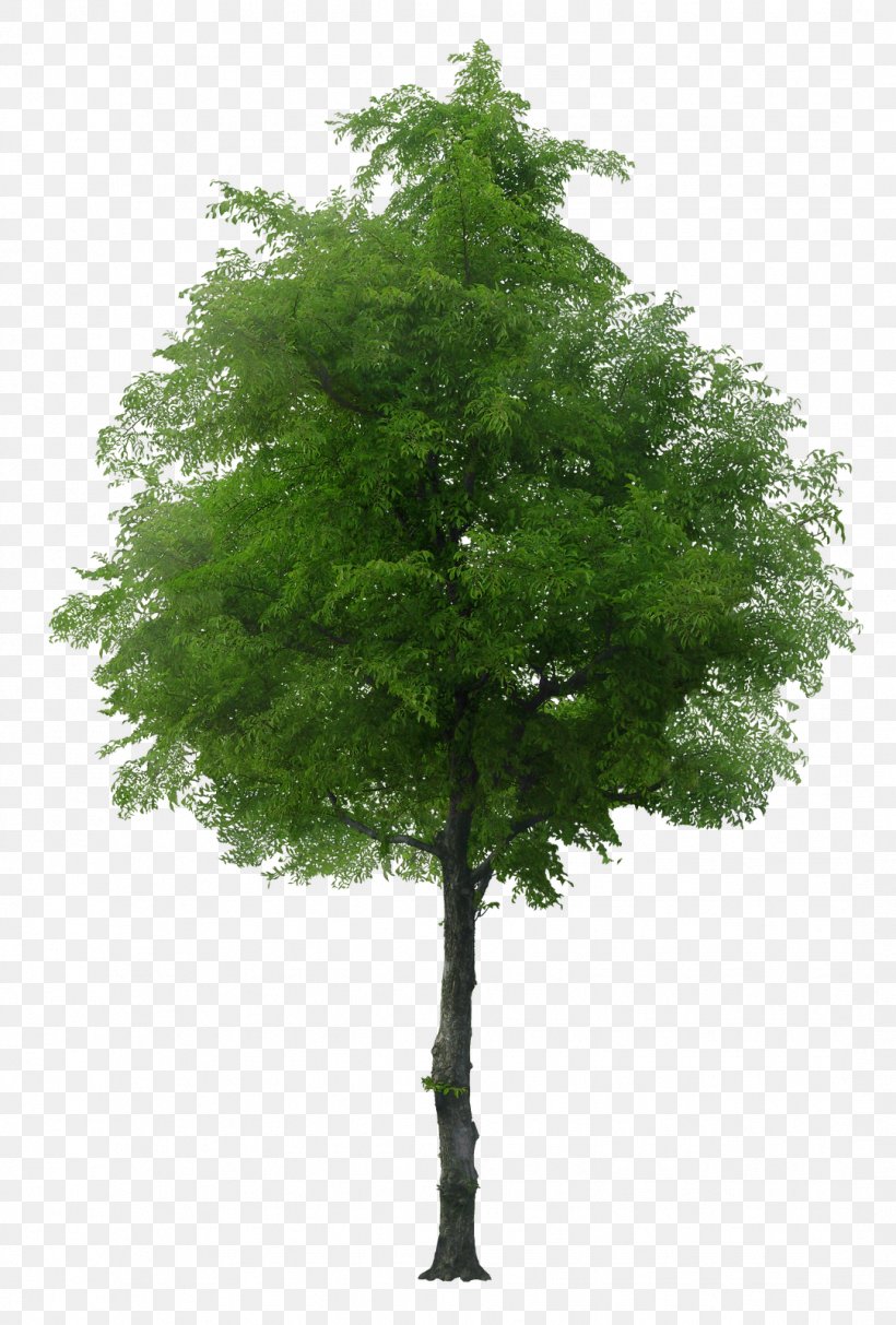 English Oak Tree Norway Maple Stock Photography, PNG, 1081x1600px, English Oak, Branch, Evergreen, Juglans, Larch Download Free