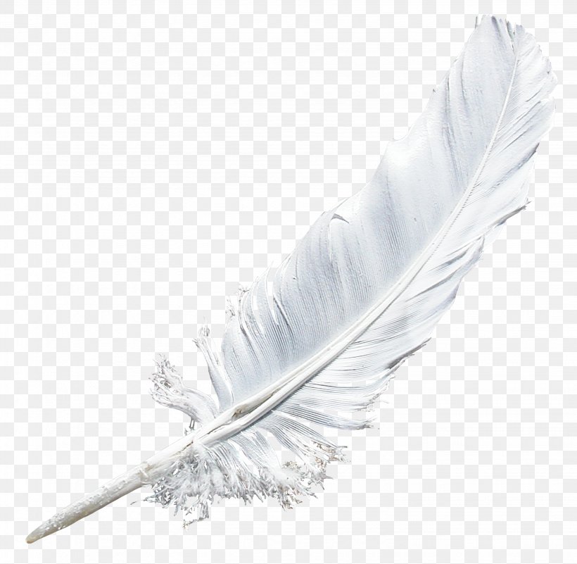 Feather Download, PNG, 3068x3000px, Feather, Aesthetics, Material, Quill, Tree Download Free
