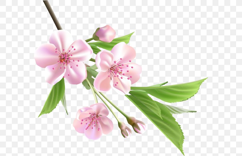 Flower Clip Art, PNG, 590x529px, Flower, Blossom, Branch, Cherry Blossom, Cut Flowers Download Free