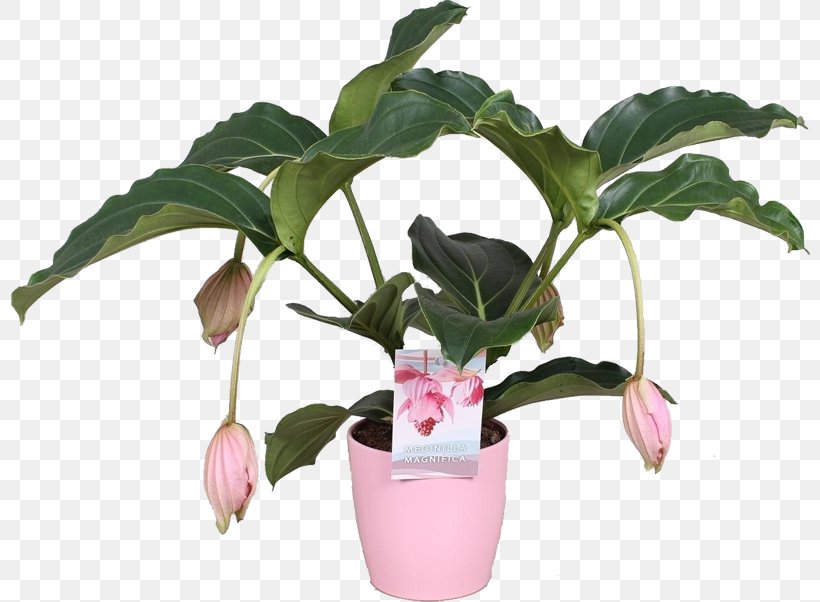 Flowerpot Houseplant Medinilla Magnifica Bloeiende Kamerplanten Plants, PNG, 800x602px, Flowerpot, Bud, Ceramic, Chinese Money Plant, Cyclamen Download Free