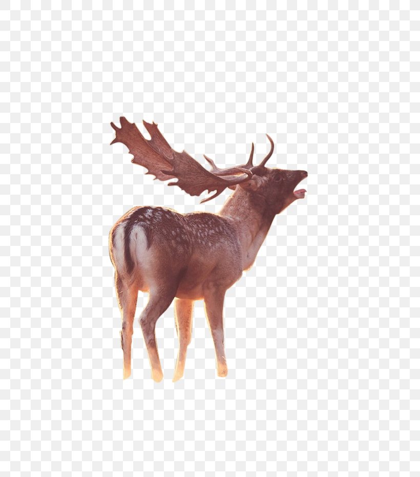 Reindeer Elk, PNG, 658x931px, Deer, Antler, Cartoon, Elk, Fauna Download Free