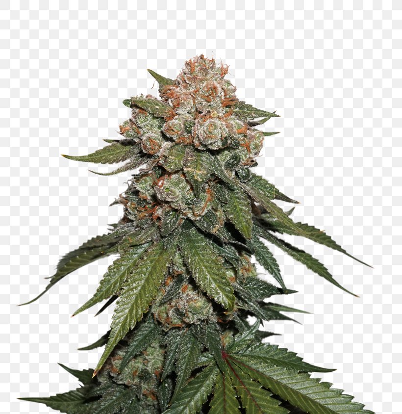 Skunk Seed Autoflowering Cannabis Cannabis Sativa Kush, PNG, 800x844px, Skunk, Autoflowering Cannabis, Cannabis, Cannabis Sativa, Genetics Download Free