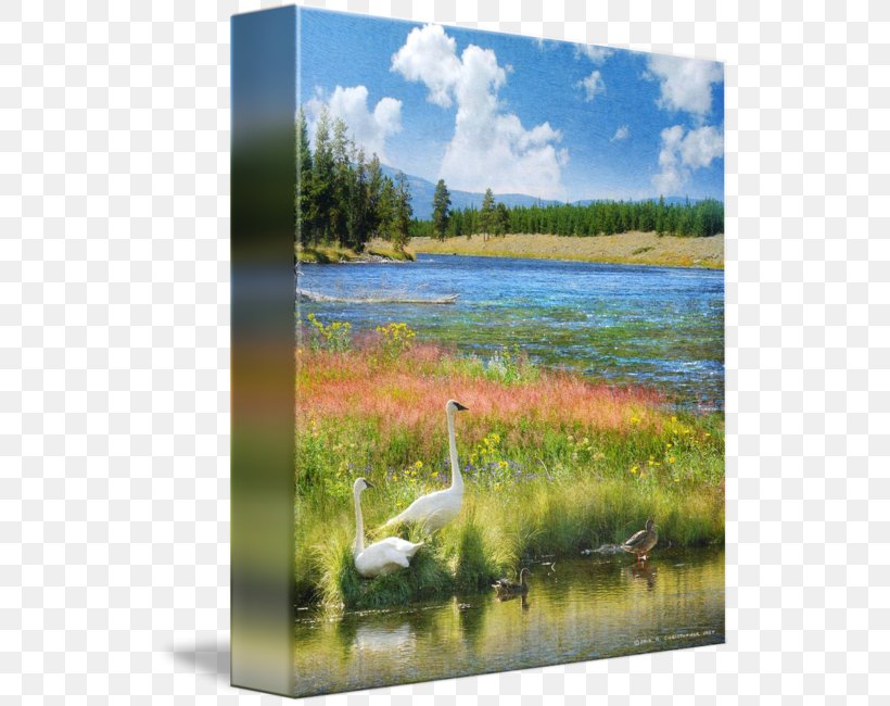Water Resources Cygnini Pond Painting Ecosystem, PNG, 530x650px, Water Resources, Bank, Bayou, Bird, Bog Download Free
