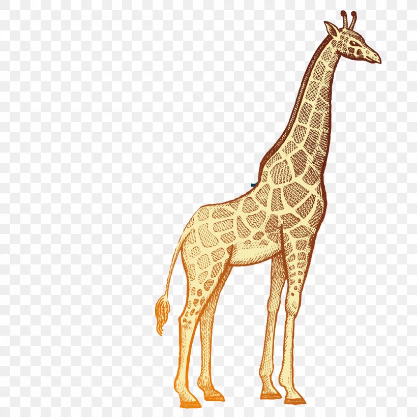 Giraffe Okapi Rhinoceros Lion Hippopotamus, PNG, 1000x1000px, Giraffe, Drawing, Elephant, Fauna, Fauna Of Africa Download Free