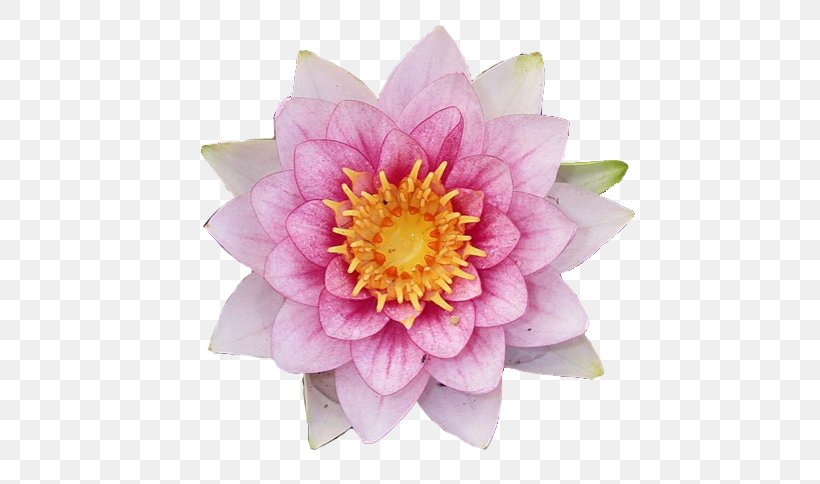 Nakshatra Flower Glog Anuradha Astrology, PNG, 500x484px, Nakshatra, Annual Plant, Anuradha, Aquatic Plant, Astrology Download Free