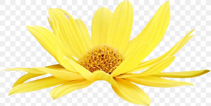 Oxeye Daisy Chrysanthemum Petal Close-up Common Daisy, PNG, 1200x604px, Oxeye Daisy, Chrysanthemum, Chrysanths, Close Up, Closeup Download Free