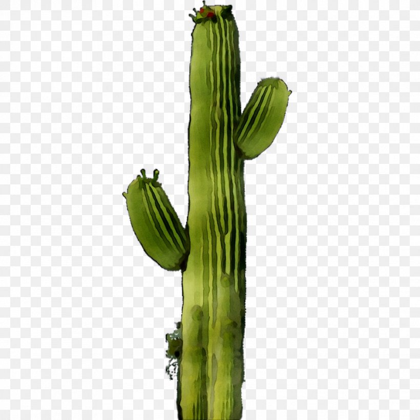 San Pedro Cactus Echinocereus Plant Stem Plants, PNG, 1116x1116px, San Pedro Cactus, Botany, Cactus, Echinocereus, Flower Download Free