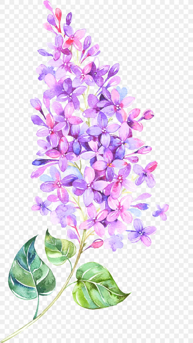 Flower Lilac Violet Clip Art, PNG, 1968x3506px, Flower, Art, Branch, Cut Flowers, Dendrobium Download Free
