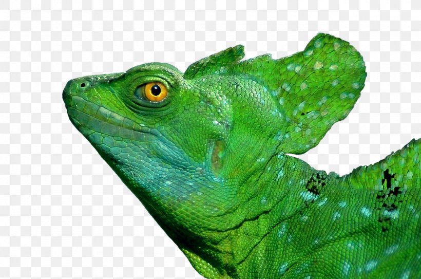 Lizard Reptile Plumed Basilisk Common Basilisk Green Iguana, PNG, 1280x849px, Lizard, Amphibian, Animal, Basilisk, Common Basilisk Download Free