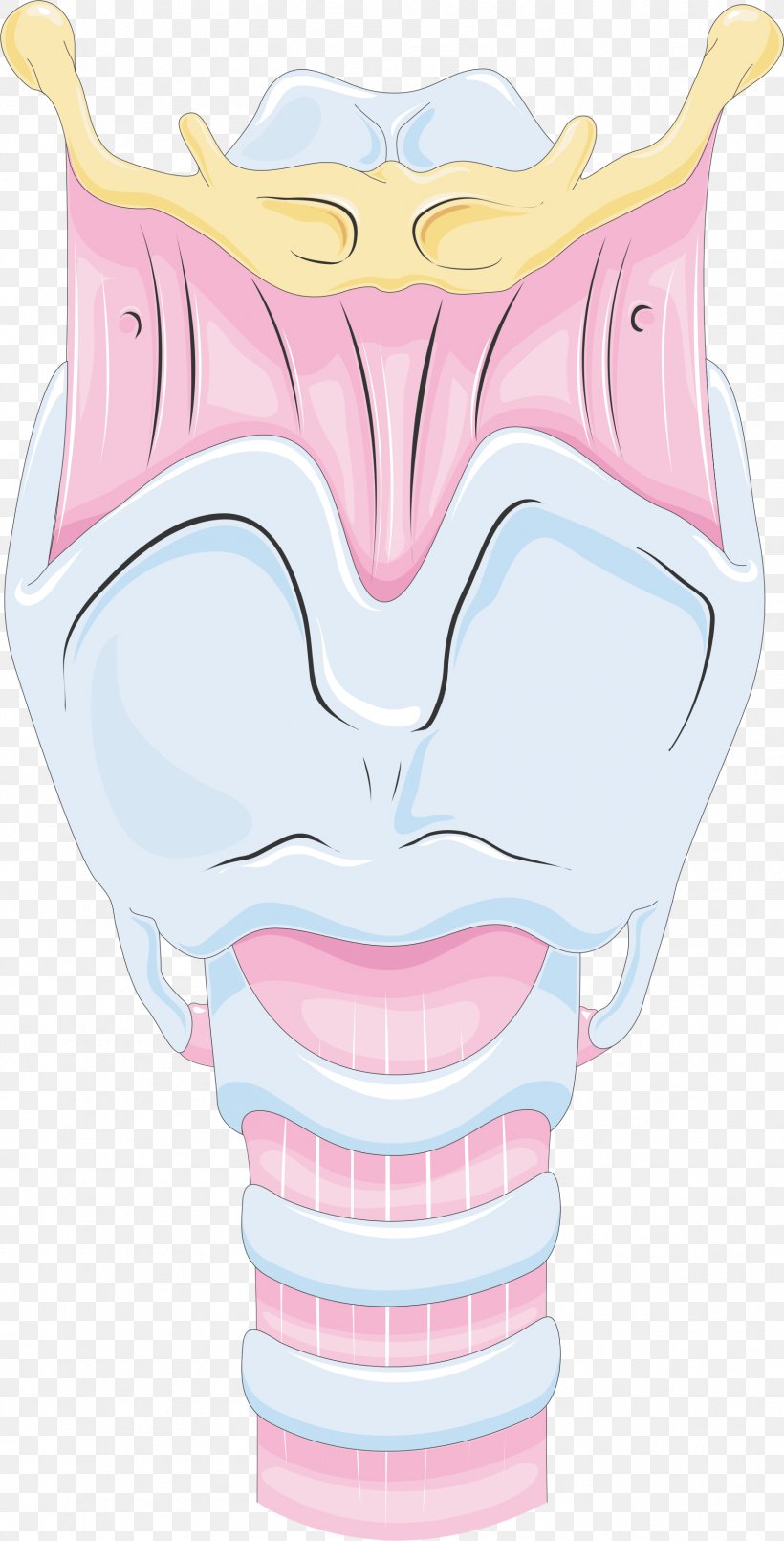 Nose Larynx Mouth Tongue, PNG, 1696x3331px, Watercolor, Cartoon, Flower, Frame, Heart Download Free