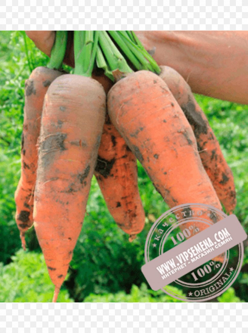 Baby Carrot Enza Zaden Seed Olericulture, PNG, 1000x1340px, Baby Carrot, Artikel, Carrot, Cultivar, Enza Zaden Download Free