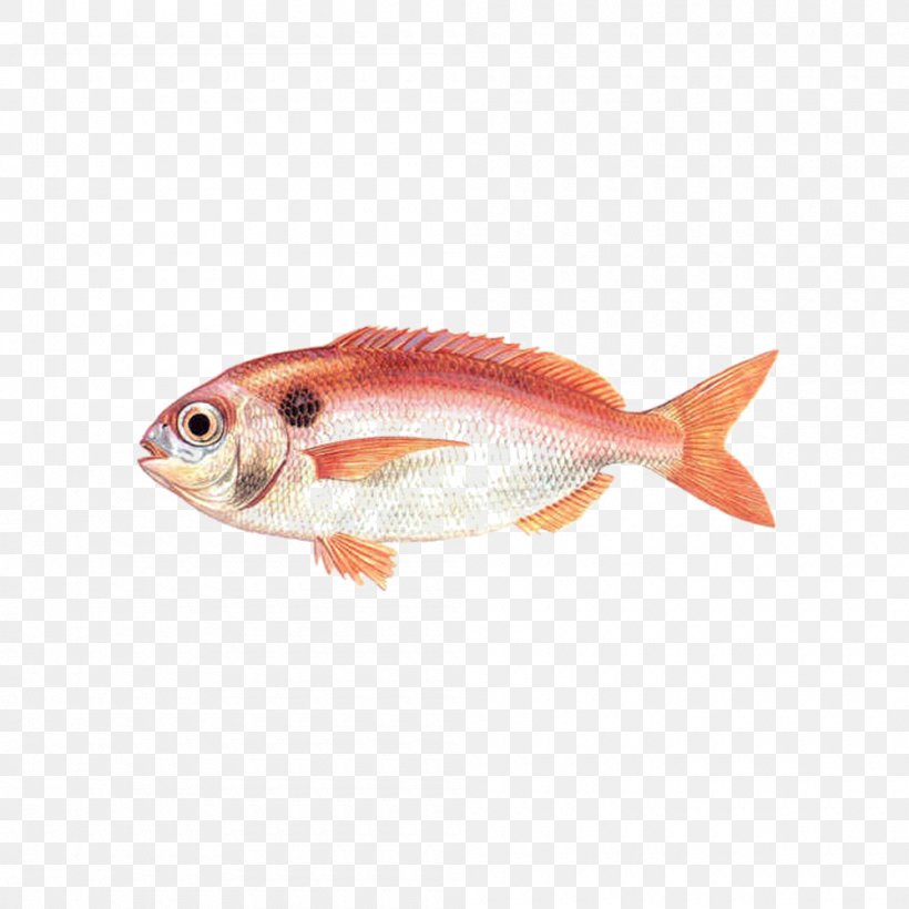 Northern Red Snapper Red Seabream Demersal Fish, PNG, 1000x1000px, Northern Red Snapper, Animal Source Foods, Blackspot Seabream, Bony Fish, Bottom Feeder Download Free