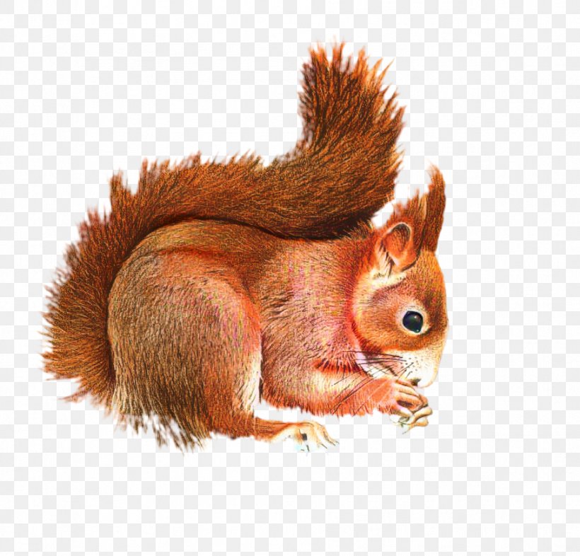 Squirrel Clip Art GIF Image, PNG, 907x870px, Squirrel, Chipmunk, Eurasian Red Squirrel, Fawn, Flying Squirrel Download Free