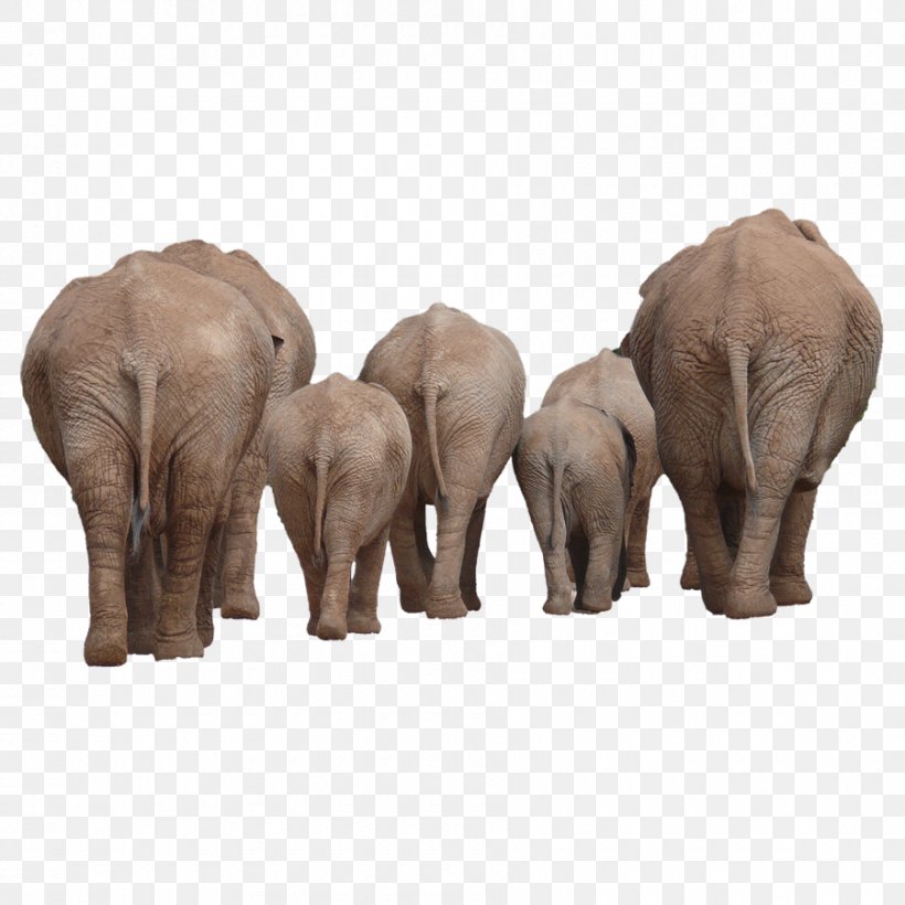African Bush Elephant Indian Elephant Clip Art, PNG, 900x900px, African Bush Elephant, African Elephant, Asian Elephant, Elephant, Elephantidae Download Free