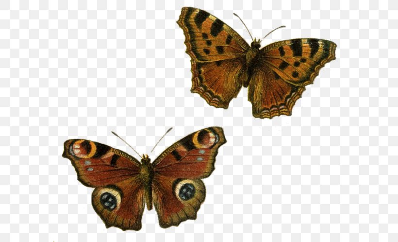 Butterfly Clip Art, PNG, 600x498px, Butterfly, Arthropod, Blue, Brush Footed Butterfly, Caterpillar Download Free