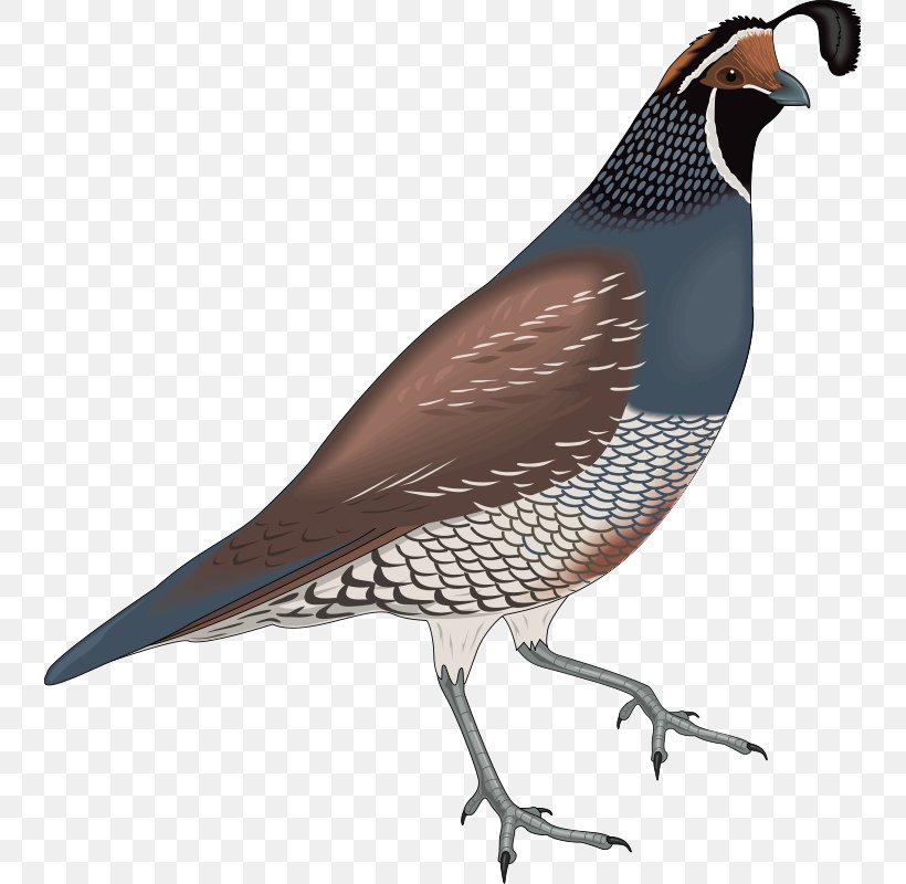 California Quail Bird Clip Art, PNG, 739x800px, Quail, Animation, Beak, Bird, Brown Quail Download Free