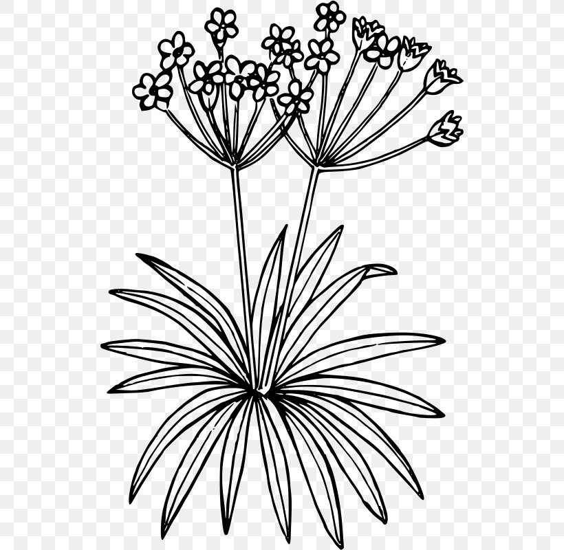 Floral Design Drawing Clip Art, PNG, 528x800px, Floral Design, Artwork, Black And White, Branch, Drawing Download Free