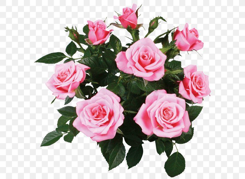 Garden Roses Cabbage Rose Floribunda Memorial Rose Cut Flowers, PNG, 600x600px, Garden Roses, Annual Plant, Artificial Flower, Balcony, Bellflowers Download Free