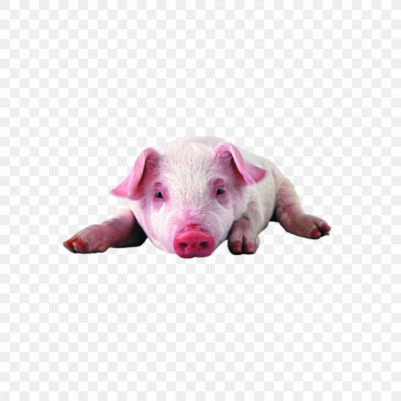 Miniature Pig High-definition Television High-definition Video Display Resolution Wallpaper, PNG, 2953x2953px, 4k Resolution, Miniature Pig, Computer, Display Resolution, Domestic Pig Download Free