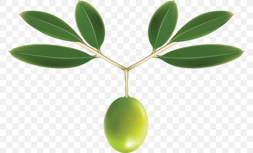 Olive Leaf Olive Oil Clip Art, PNG, 770x496px, Olive, Food, Fruit, Leaf, Oil Download Free