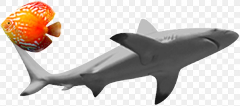 Shark Fish Clip Art, PNG, 1113x492px, Shark, Cartilaginous Fish, Dolphin, Fin, Fish Download Free