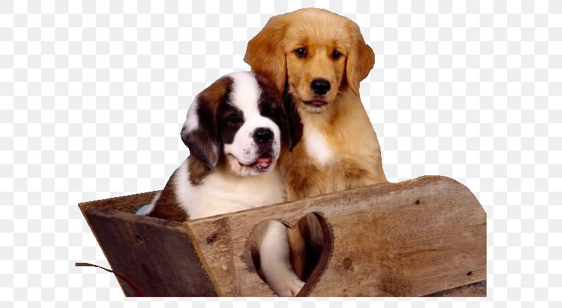 St. Bernard Desktop Wallpaper Dog Breed Good Morning, Puppy!, PNG, 600x450px, St Bernard, Animal, Breed, Carnivoran, Companion Dog Download Free