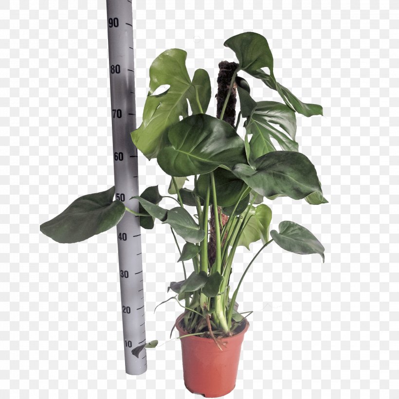 Swiss Cheese Plant OranjeVliet Kwekerij Embryophyta Flowerpot Houseplant, PNG, 2160x2160px, Swiss Cheese Plant, Centimeter, Embryophyta, Flowerpot, Greenhouse Download Free