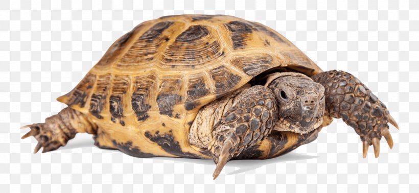 Turtle Reptile Russian Tortoise Common Tortoise, PNG, 1300x600px, Turtle, African Spurred Tortoise, Box Turtle, Chelydridae, Common Tortoise Download Free