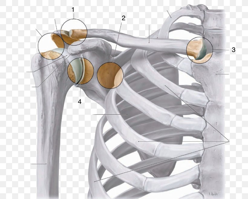Acromioclavicular Joint Sternoclavicular Joint Shoulder Joint Anatomy, PNG, 784x659px, Acromioclavicular Joint, Acromion, Anatomy, Articular Disk, Bone Download Free