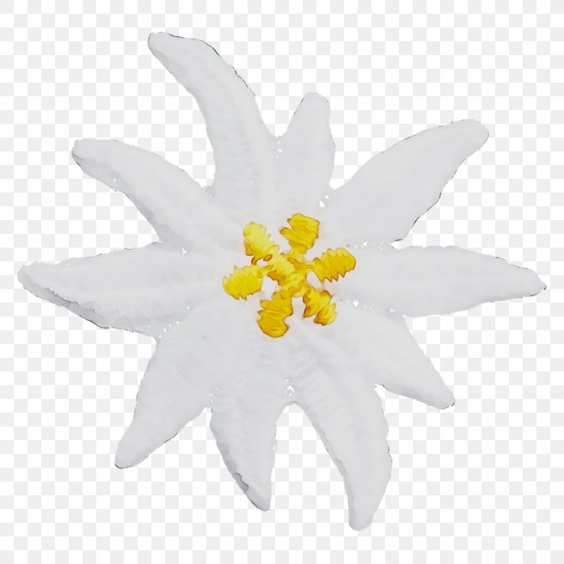 Cut Flowers Flowering Plant Plants, PNG, 1058x1058px, Cut Flowers, Edelweiss, Flower, Flowering Plant, Narcissus Download Free