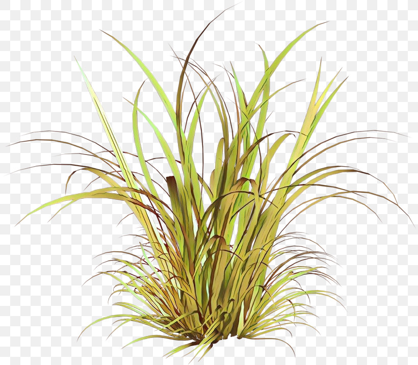 Grass Plant Terrestrial Plant Grass Family Houseplant, PNG, 814x716px, Grass, Flower, Grass Family, Herb, Houseplant Download Free