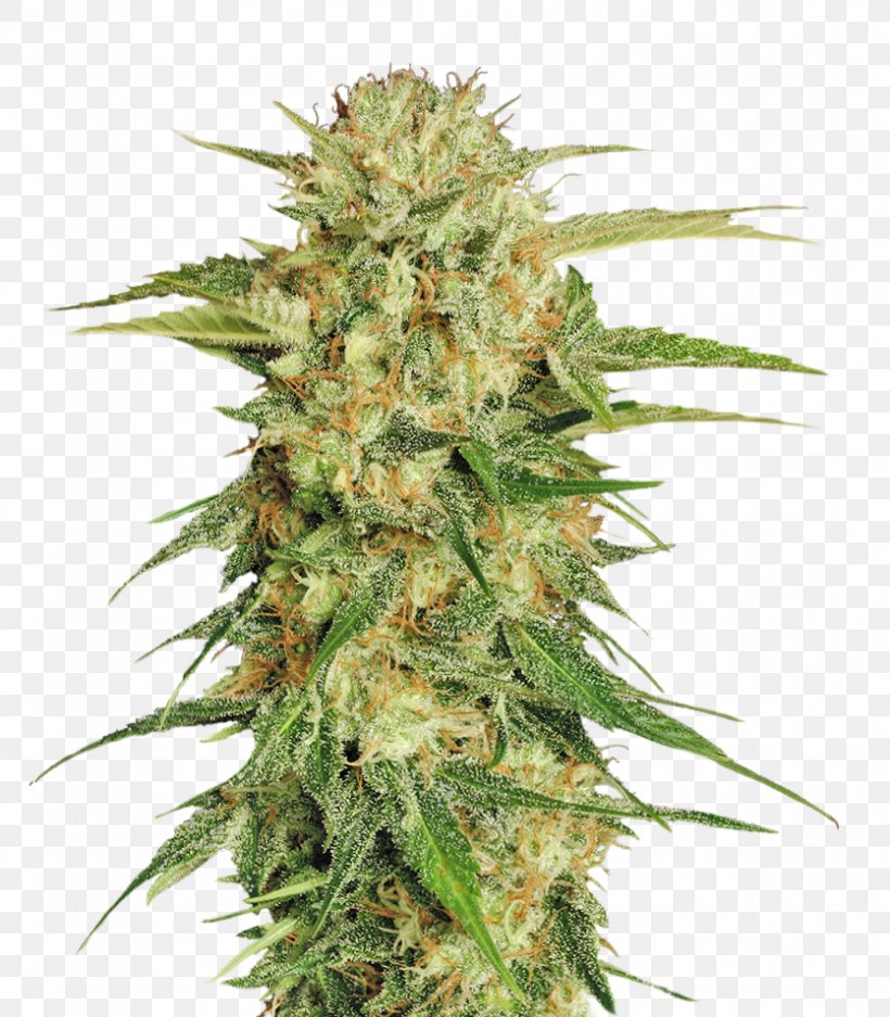 Marijuana Cannabis Sativa Seed, PNG, 835x955px, Cannabis Sativa, Cannabis, Cultivar, Fiber, Hemp Download Free