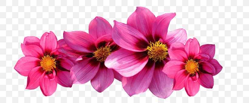 Pink Flowers Rose Dahlia, PNG, 738x340px, Flower, Annual Plant, Cosmos, Cut Flowers, Dahlia Download Free