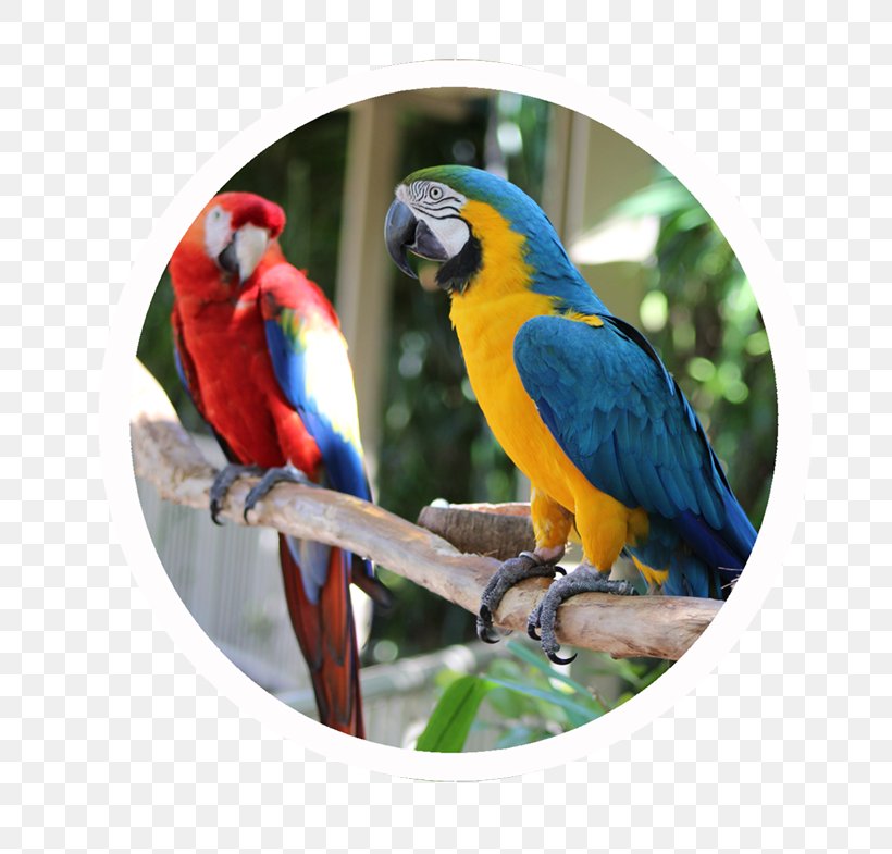 Real Estate Condominium Macaw Key Biscayne Building, PNG, 815x785px, Real Estate, Beak, Bird, Building, Condominium Download Free