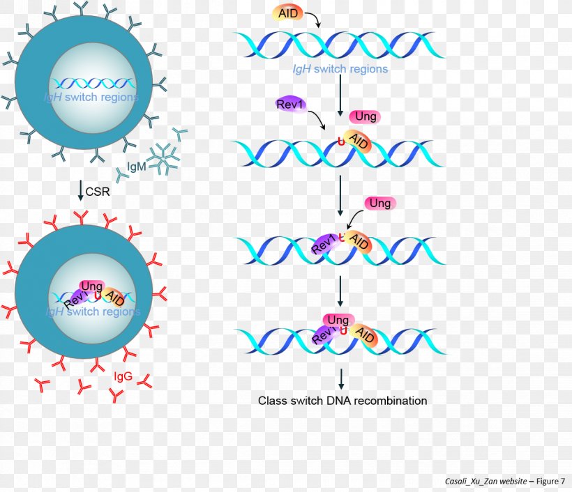 University Of Texas Health Science Center At San Antonio Epigenetics Antibody Somatic Hypermutation Lewin's GENES XI, PNG, 1216x1048px, Epigenetics, Antibody, Area, B Cell, Diagram Download Free