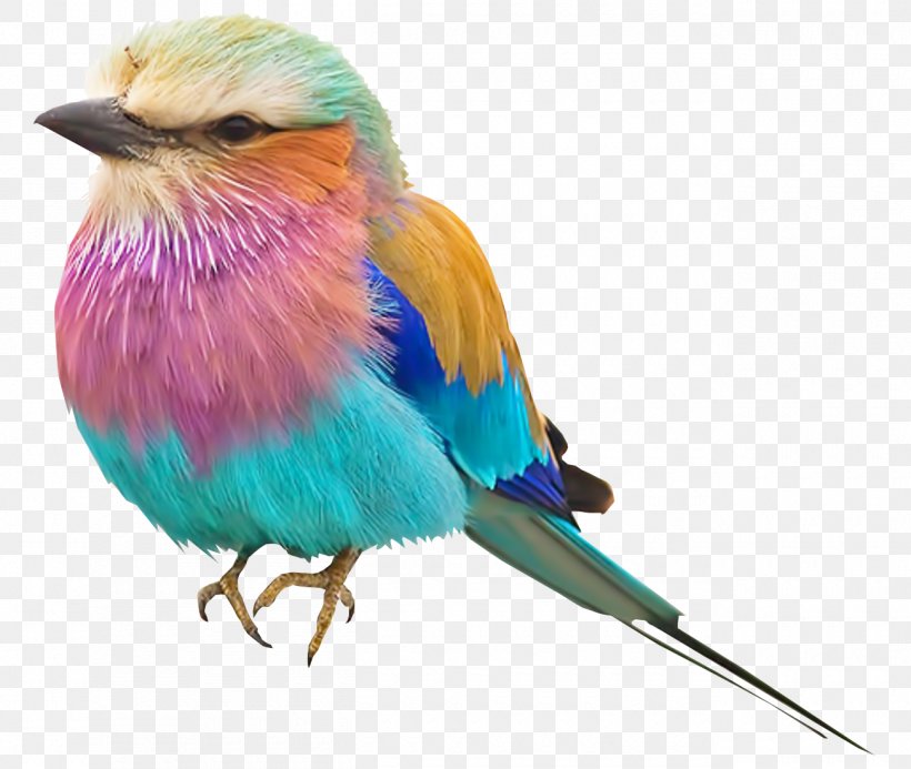 Bird Lilac-breasted Roller Color Pink Robin Clip Art, PNG, 1300x1100px, Bird, Animal, Beak, Color, Common Pet Parakeet Download Free
