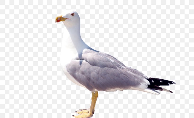 European Herring Gull Gulls Advertising Fauna, PNG, 800x500px, European Herring Gull, Advertising, Beak, Bird, Charadriiformes Download Free