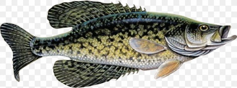 Fishing Ledgers Fishing Rods Northern Pike, PNG, 1000x372px, Fishing Ledgers, Angling, Animal Figure, Barramundi, Bass Download Free