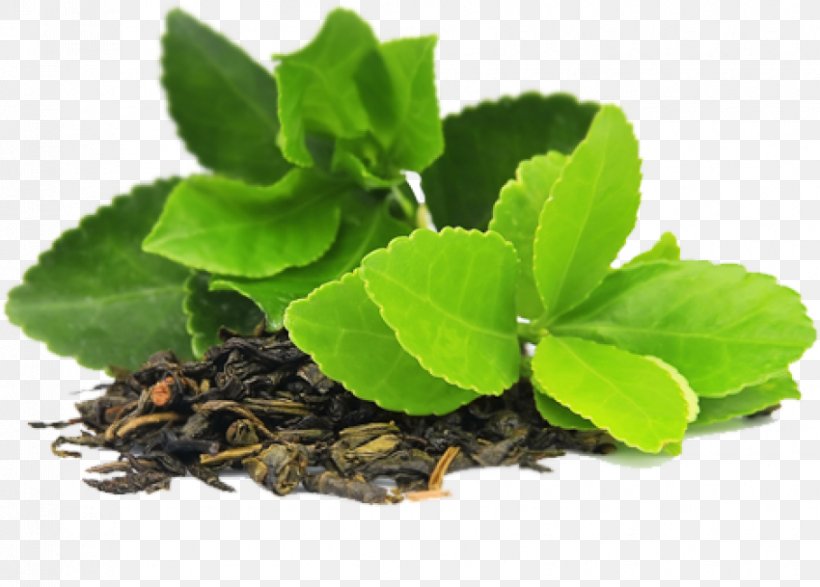 Green Tea Herbal Tea Tea Bag, PNG, 850x609px, Green Tea, Black Tea, Epigallocatechin Gallate, Extract, Health Download Free