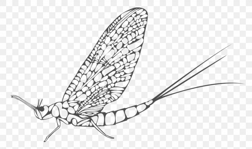 Insect Image Mayfly Butterfly Ephemera, PNG, 960x570px, Insect, Artwork, Black And White, Butterflies And Moths, Butterfly Download Free