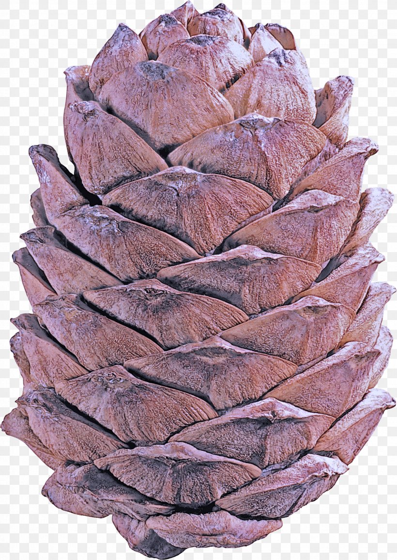 Red Pine Sugar Pine Plant Conifer Cone Tree, PNG, 1854x2612px, Red Pine, Conifer Cone, Flower, Lodgepole Pine, Natural Material Download Free