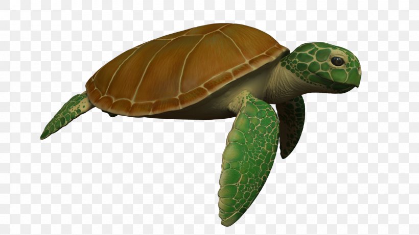 Sea Turtle Reptile Animation, PNG, 1600x900px, Turtle, Animal, Animation, Cuteness, Emydidae Download Free