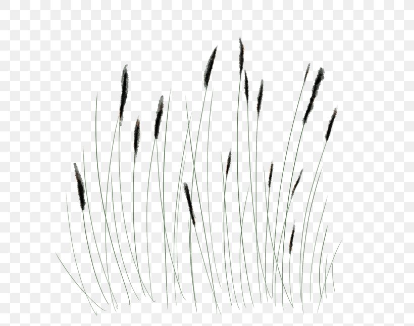 White Line Art Grasses Angle, PNG, 645x645px, White, Black, Black And White, Eyebrow, Family Download Free