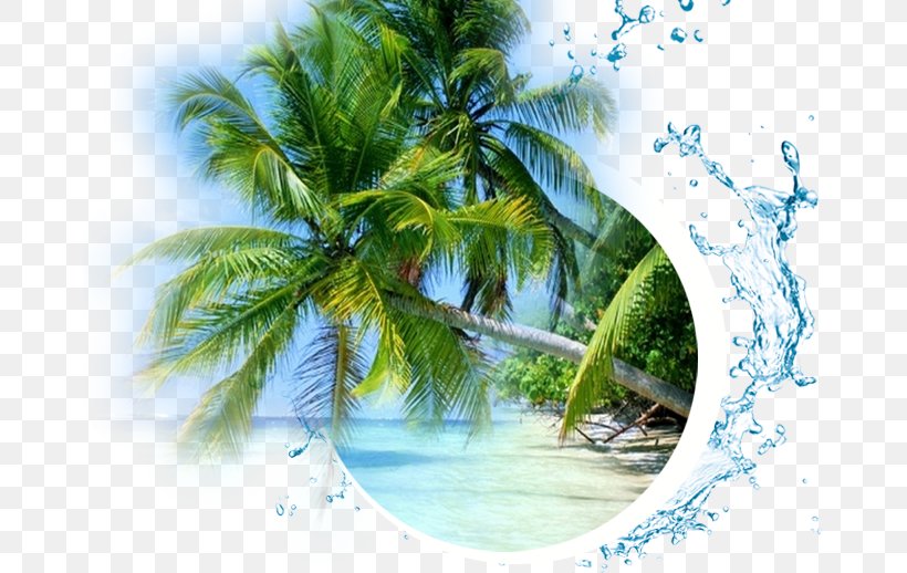 Yucatan Explorer Beach Image Ocean Sea, PNG, 670x518px, Beach, Arecales, Attalea Speciosa, Branch, Coast Download Free